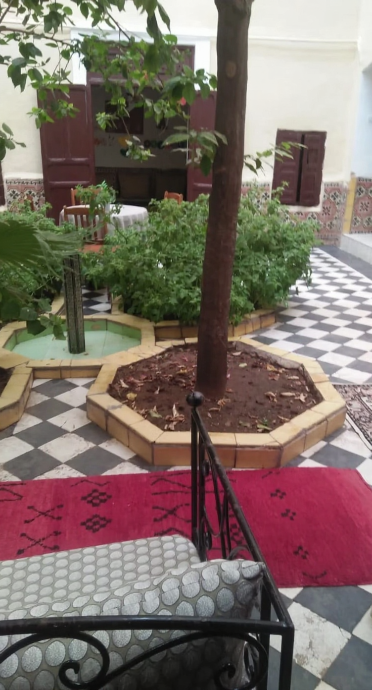 Riad Zitoun courtyard with tree, greenery, and Moroccan decor.